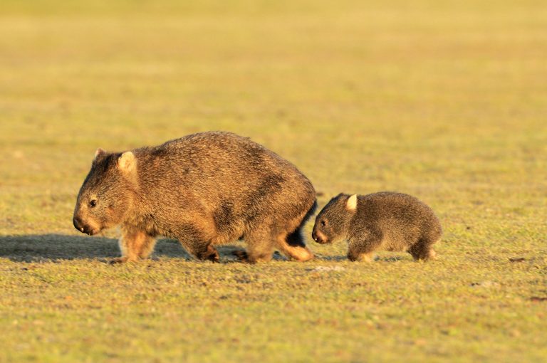 Nacktnasenwombat