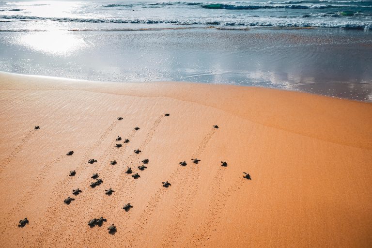 Junge Meeresschildkröten auf dem Weg ins Meer