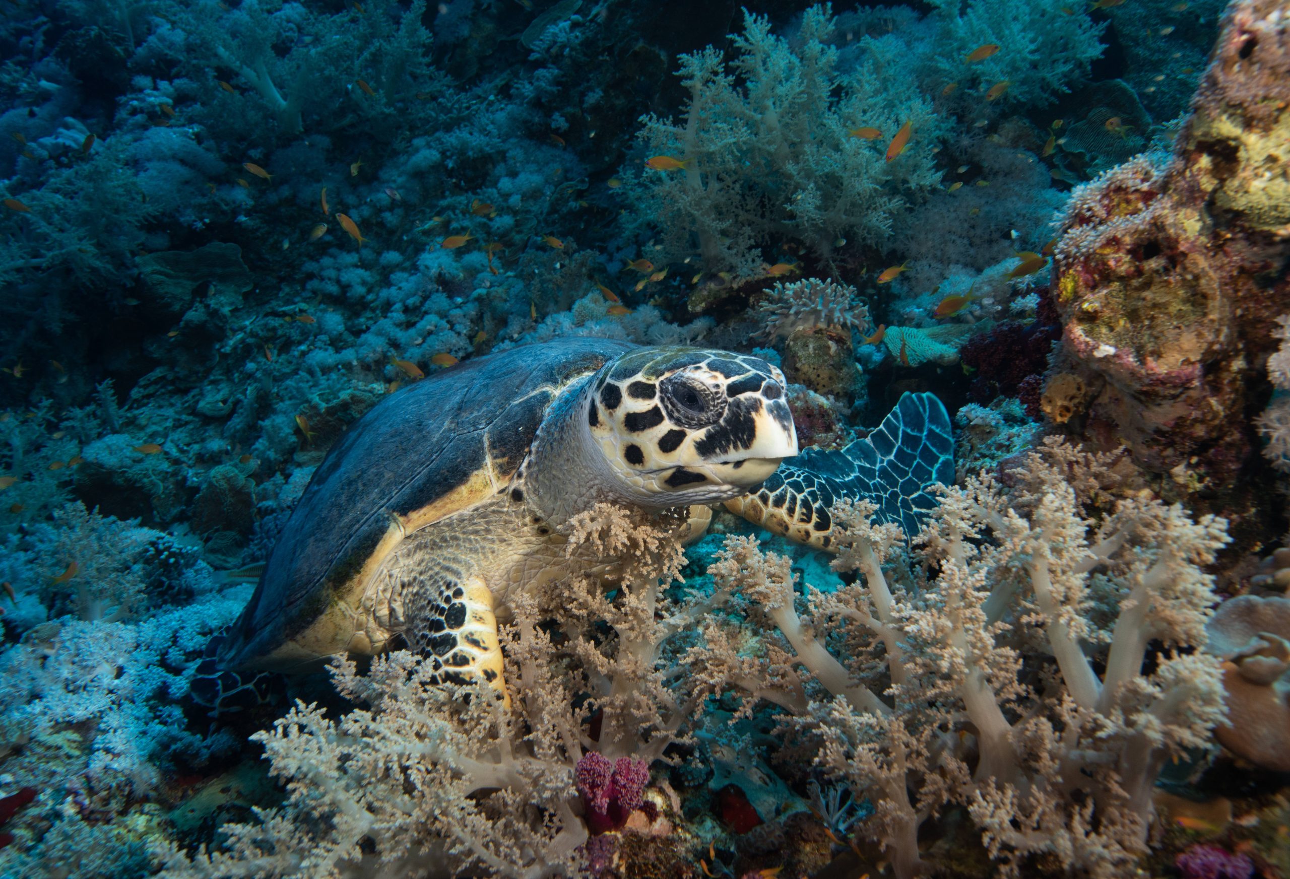 Grüne Meeresschildkröte