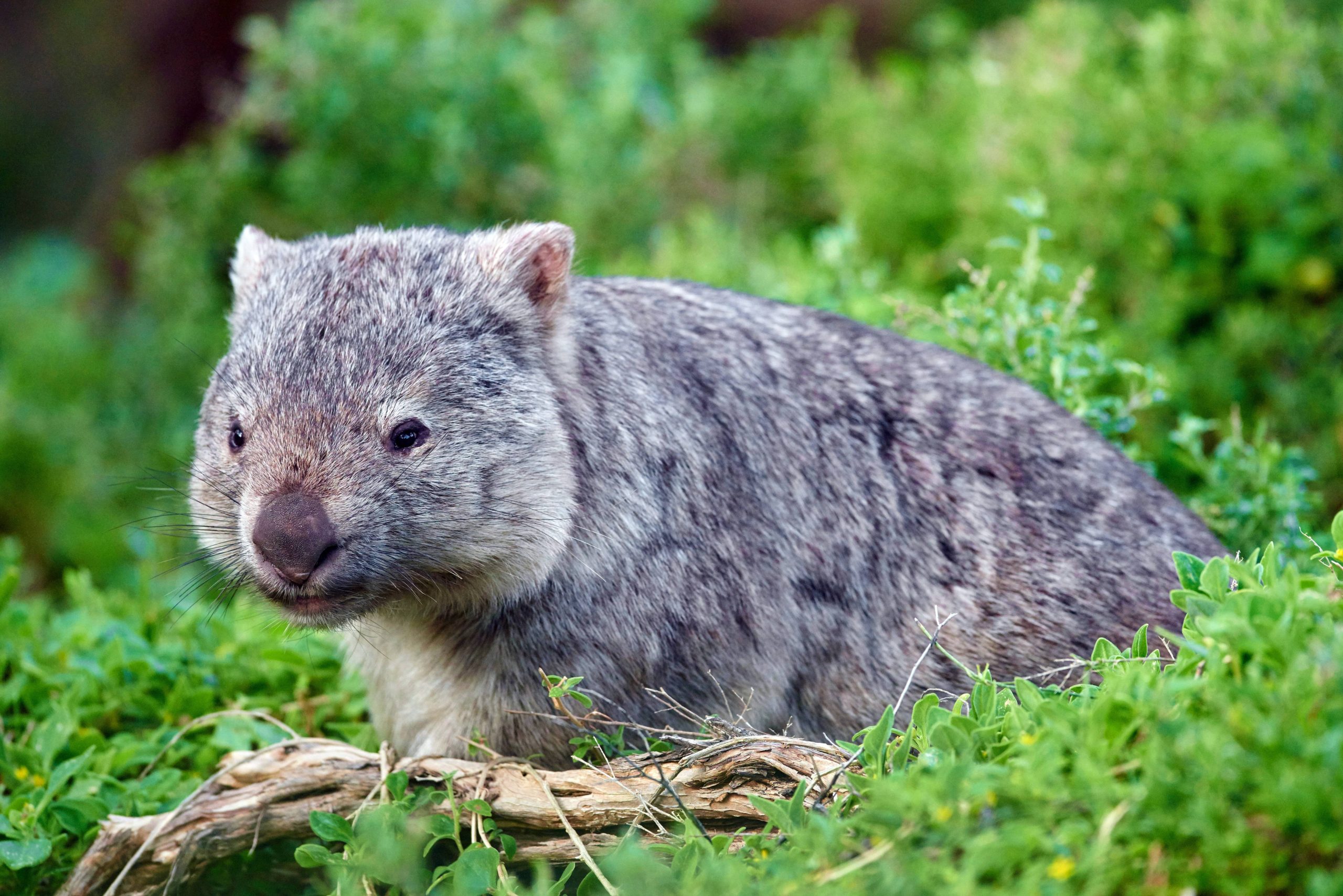Nacktnasenwombat