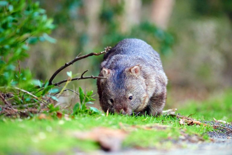 Nacktnasenwombat, Vombatus ursinus