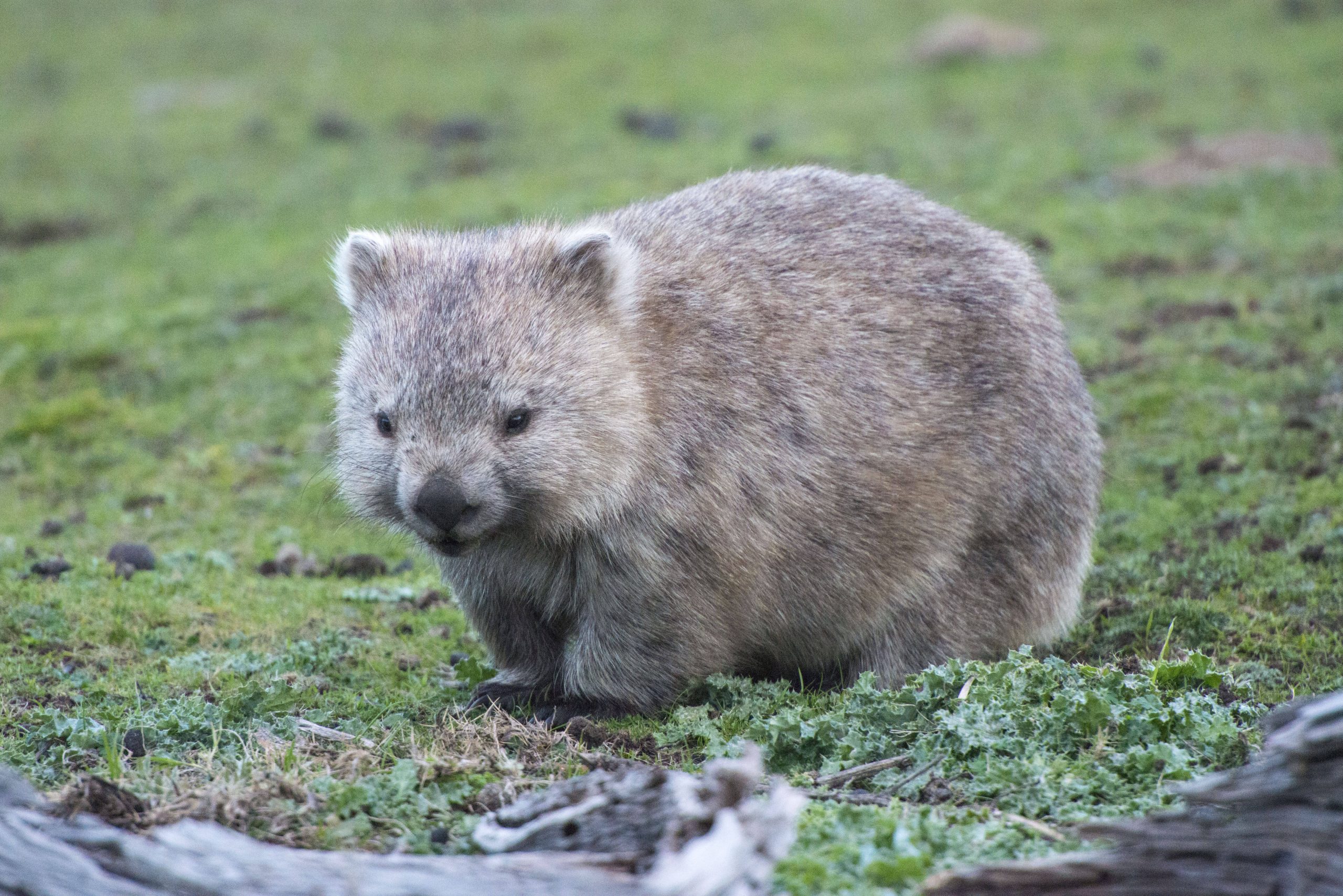 Nacktnasenwombat