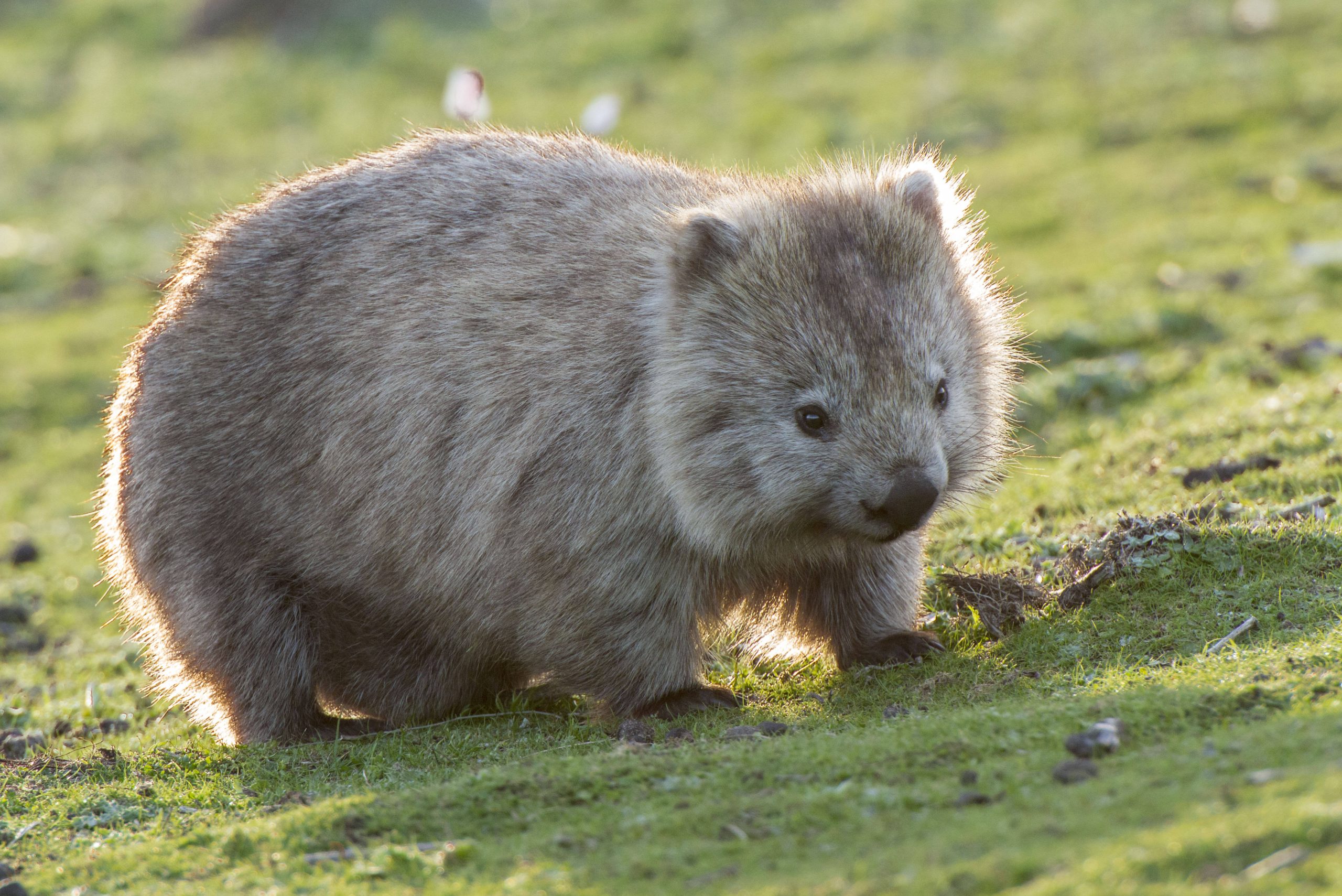 Nacktnasenwombat