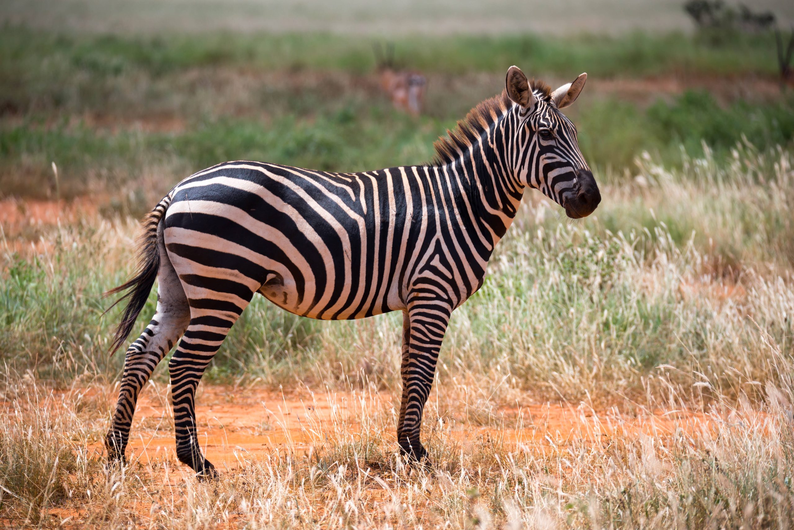 Grevyzebra
