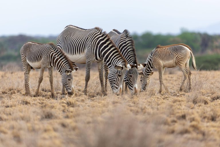 Grevyzebras