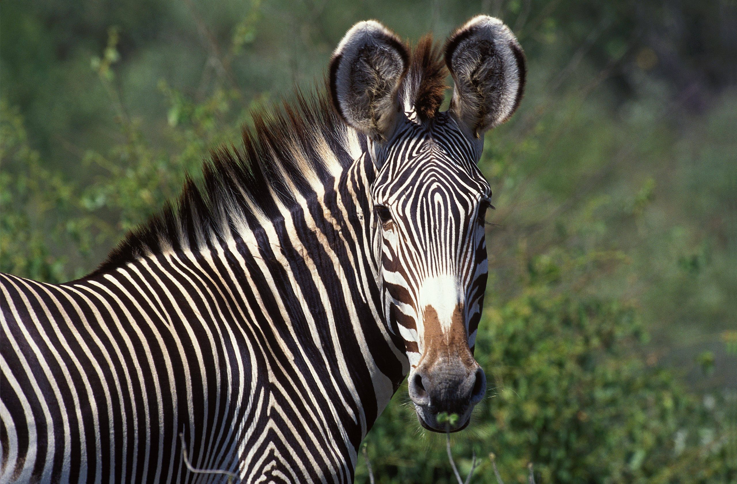 Grevyzebra