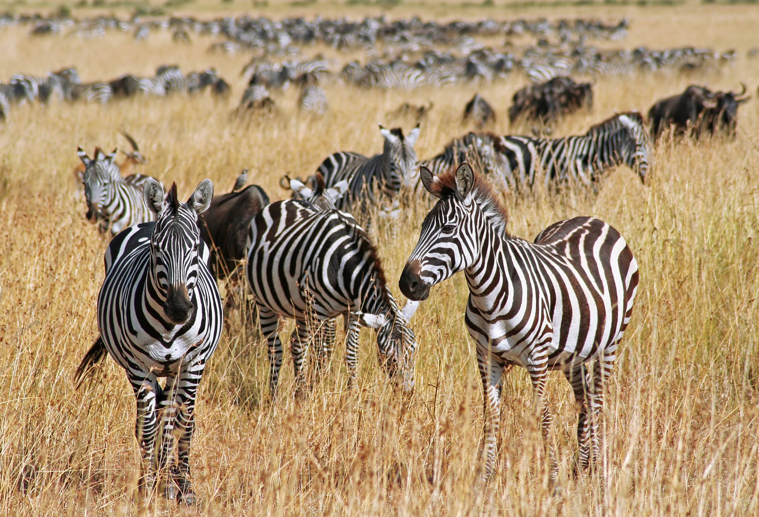 Steppenzebras