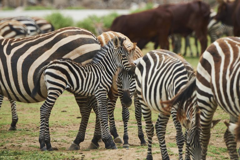 Steppenzebra