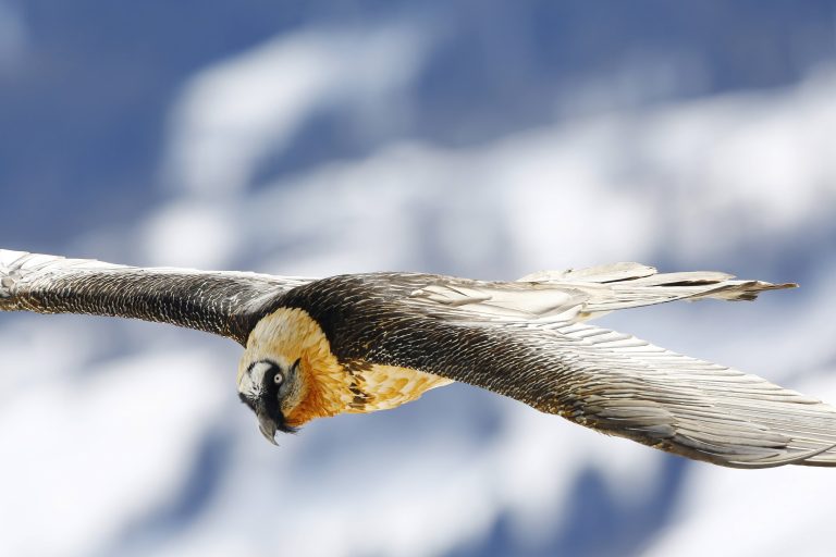 Fliegender Bartgeier