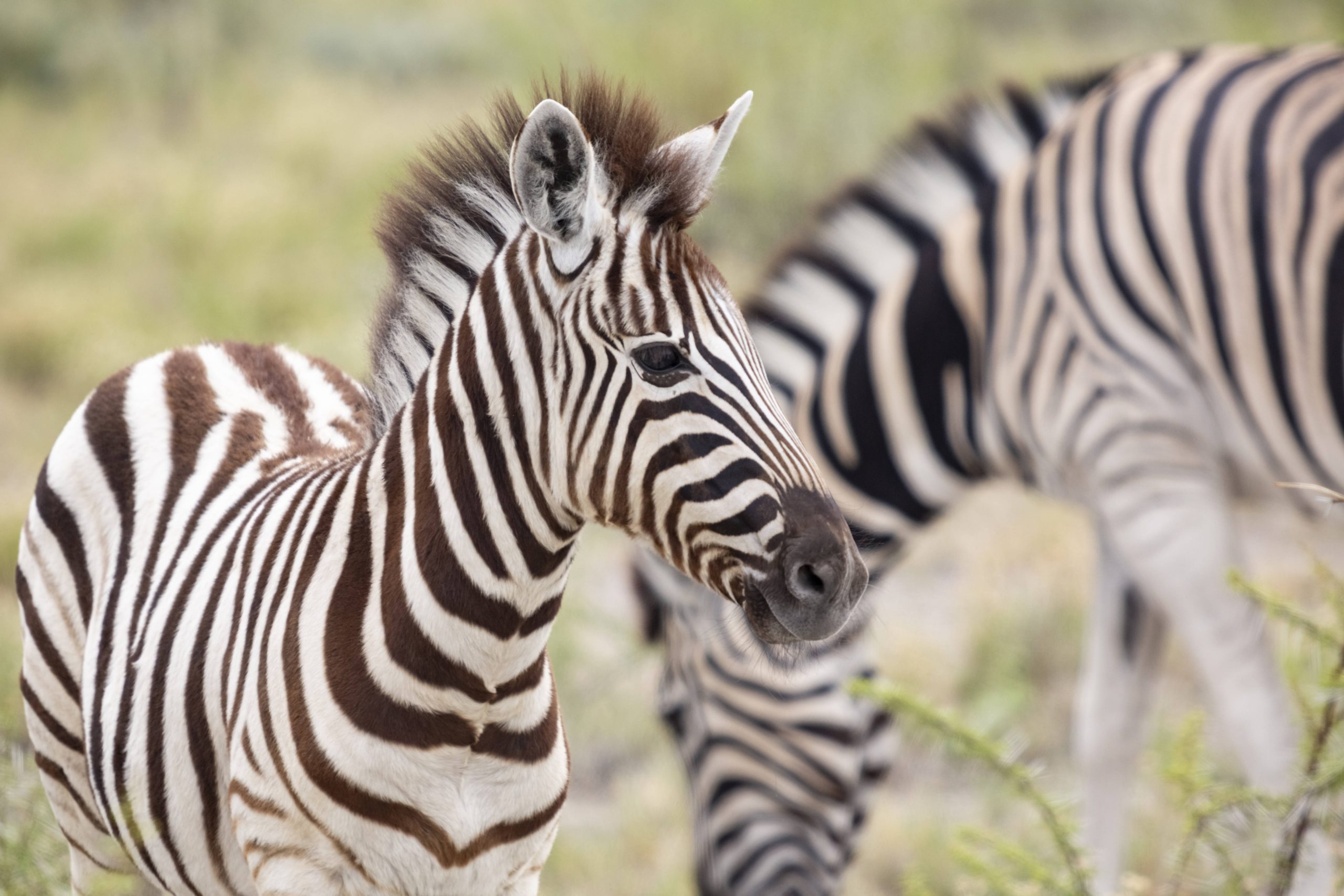 Steppenzebra