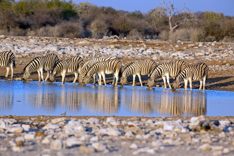 Zebraherde
