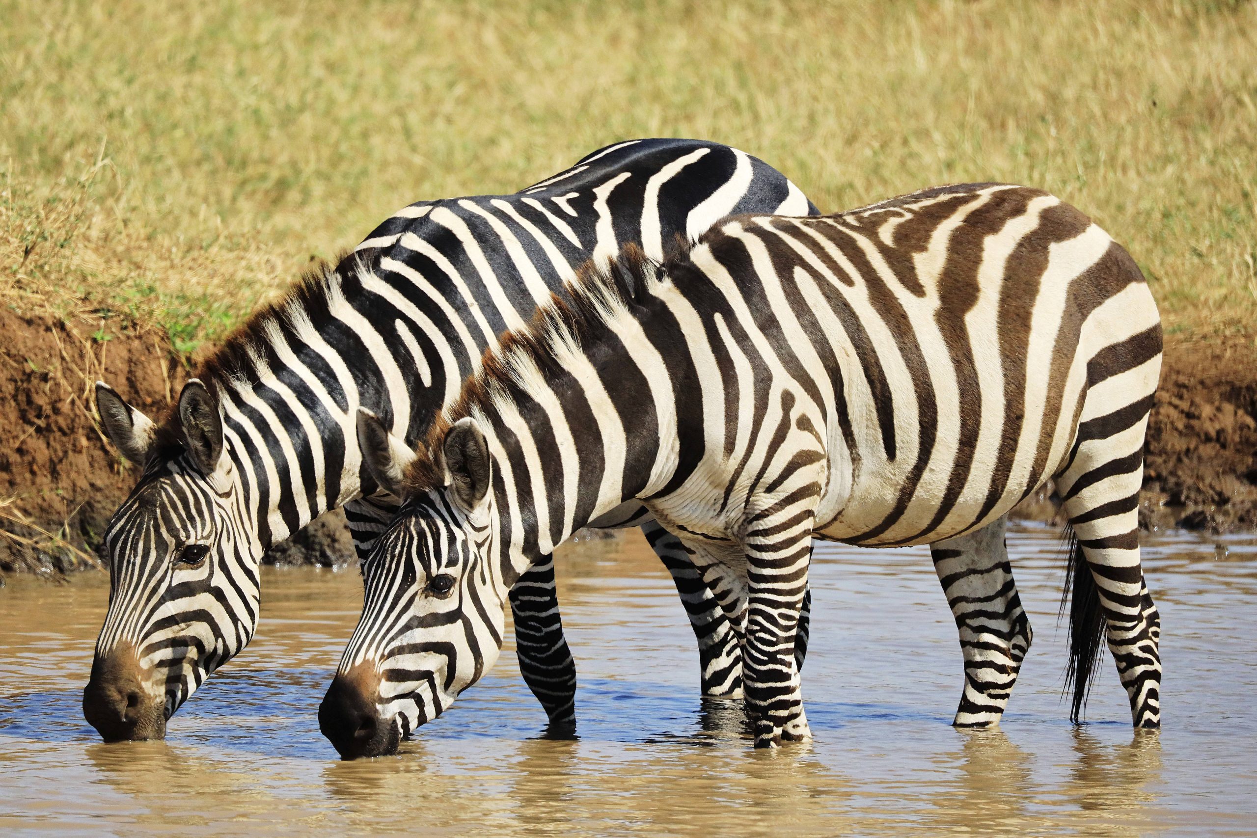 Steppenzebra