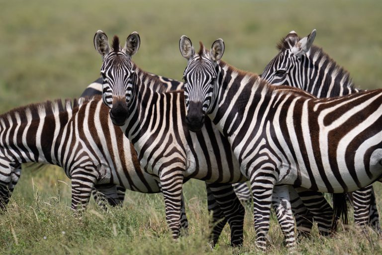 Steppenzebras