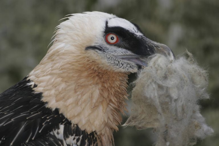Bartgeier mit Wolle für sein Nest