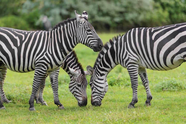 Steppenzebras
