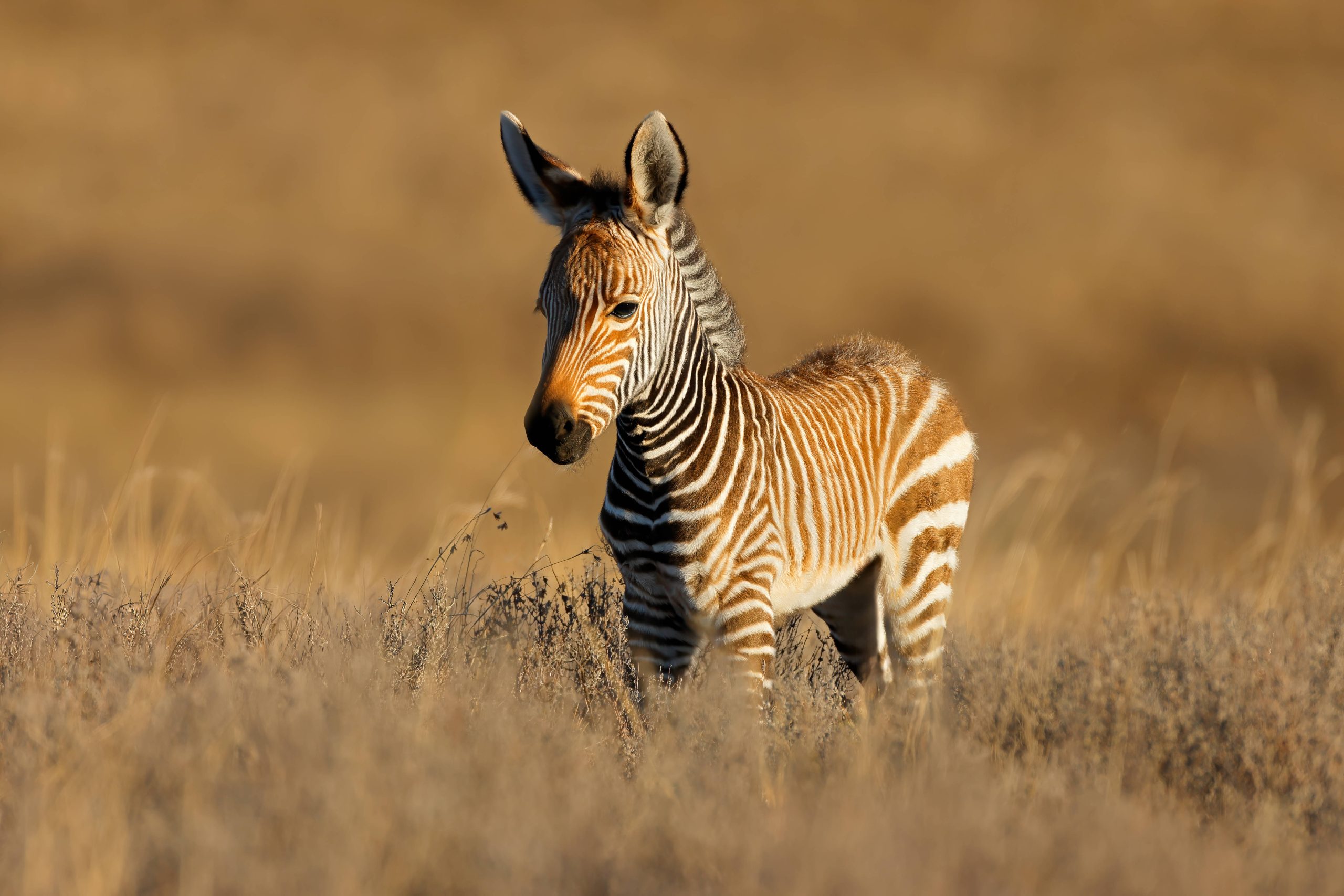 Bergzebra