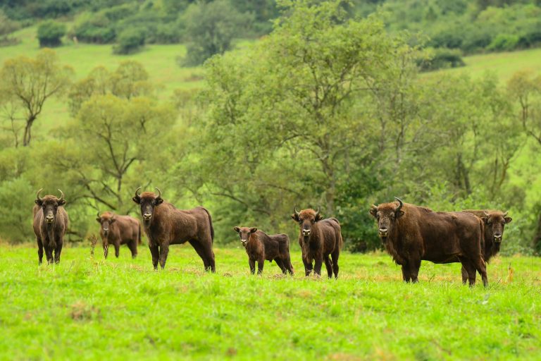 Wisent