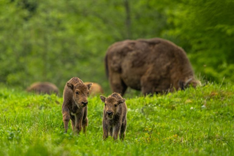 Wisent