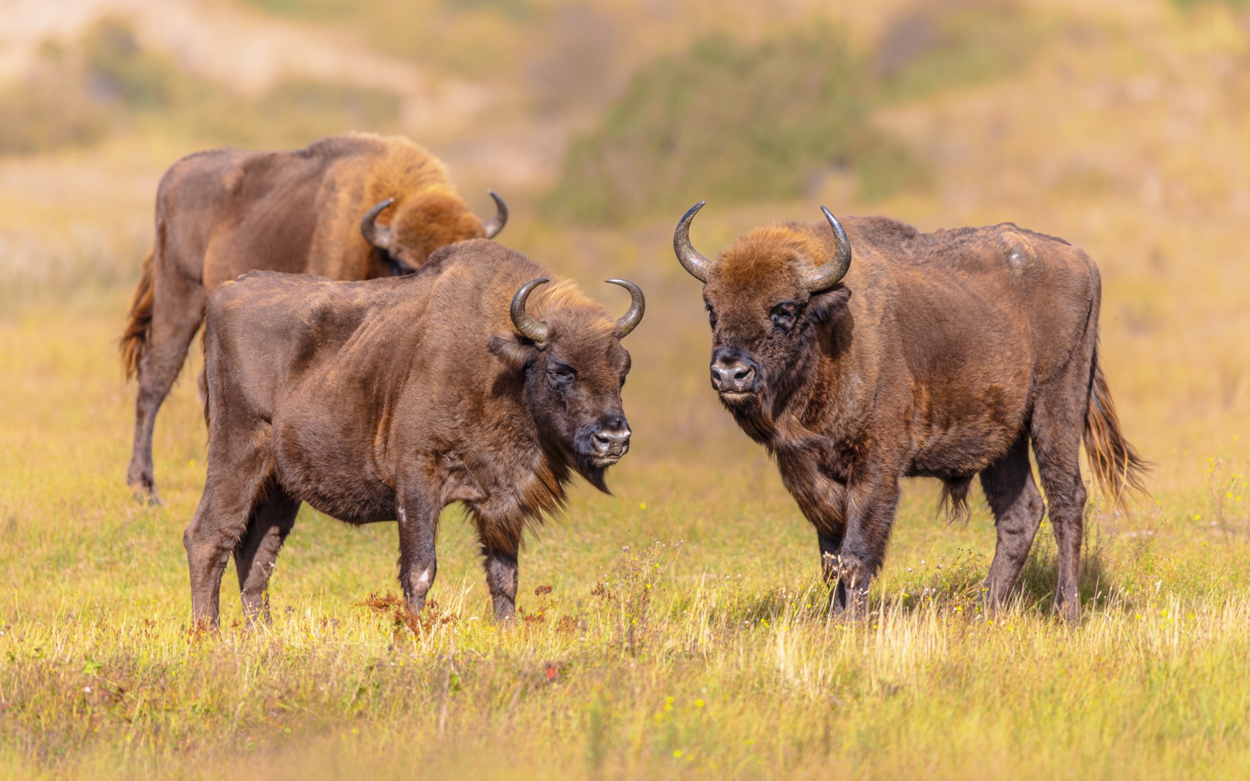Wisent