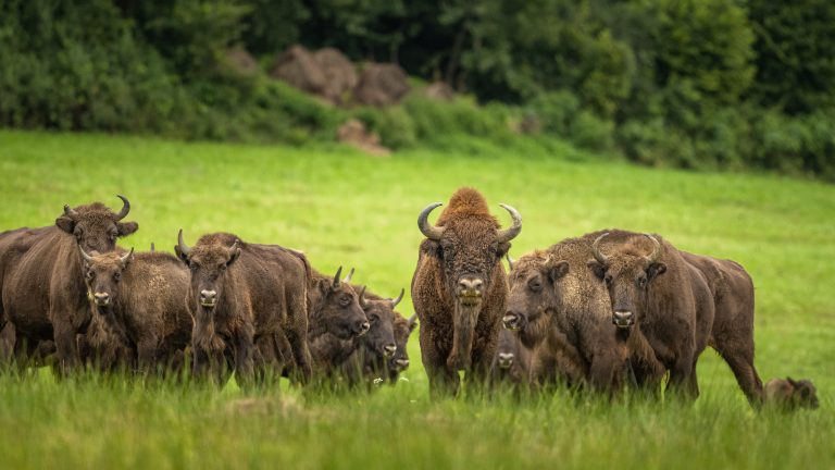 Wisent