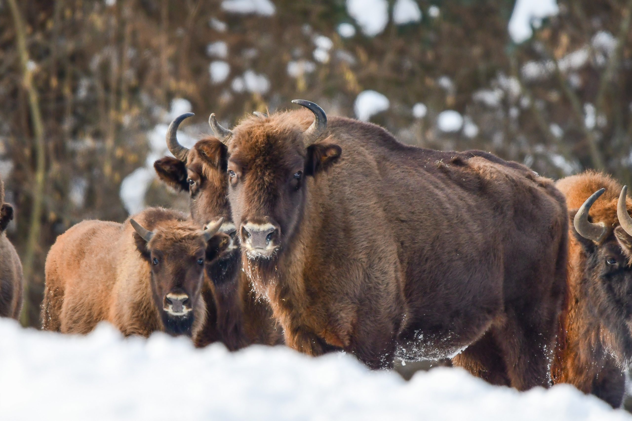 Wisent