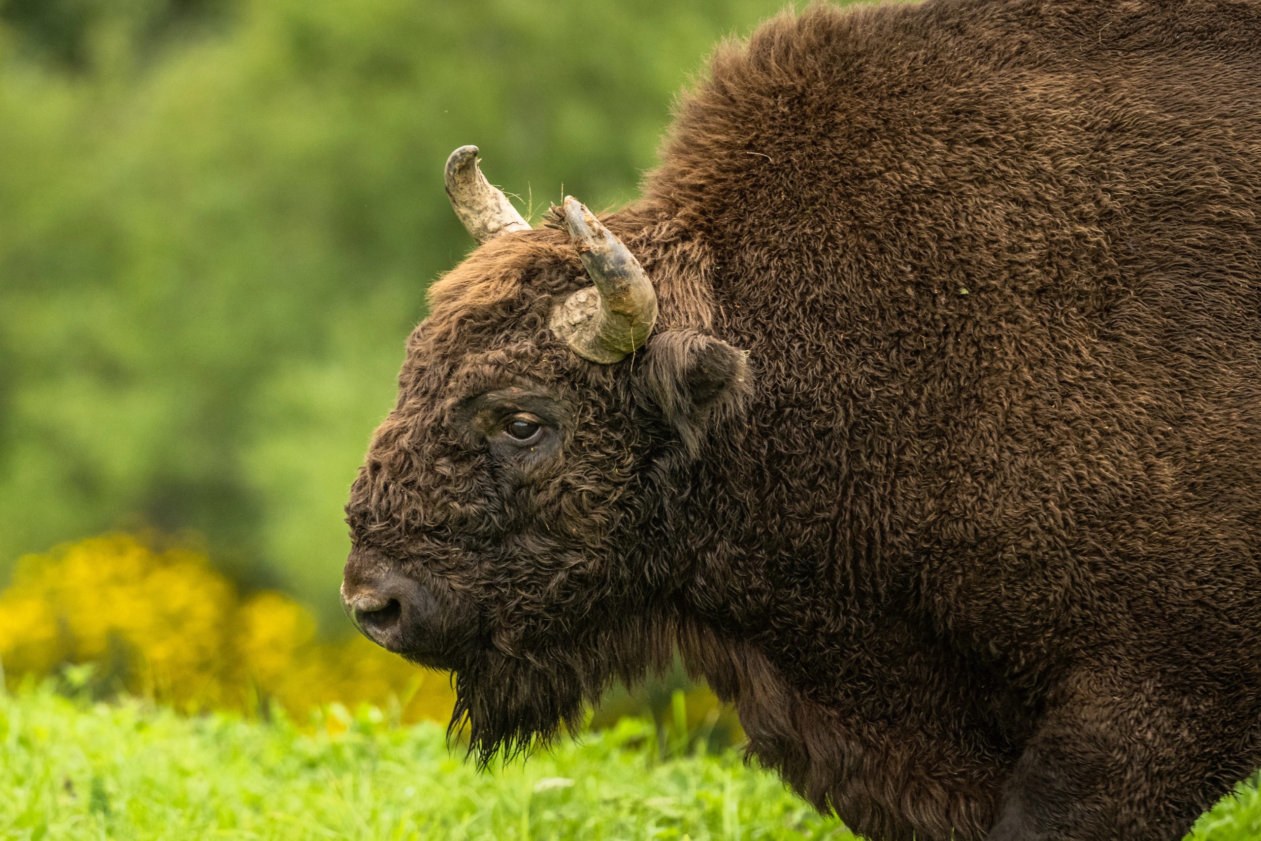 Wisent