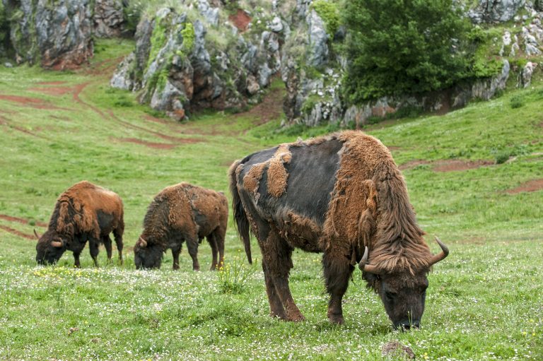 Wisent