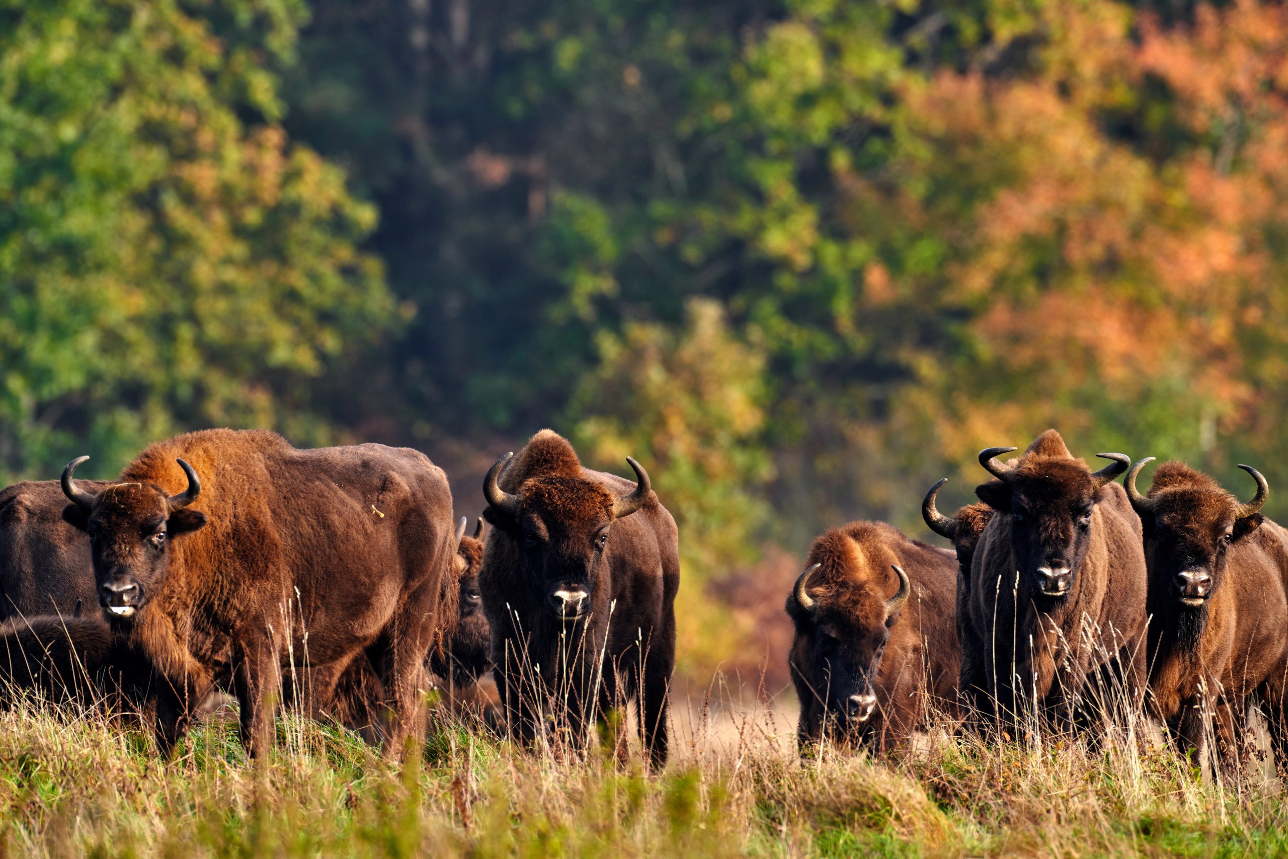 Wisent, Bison Bonasus