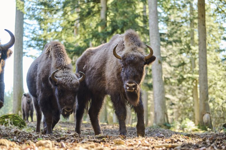 Wisent