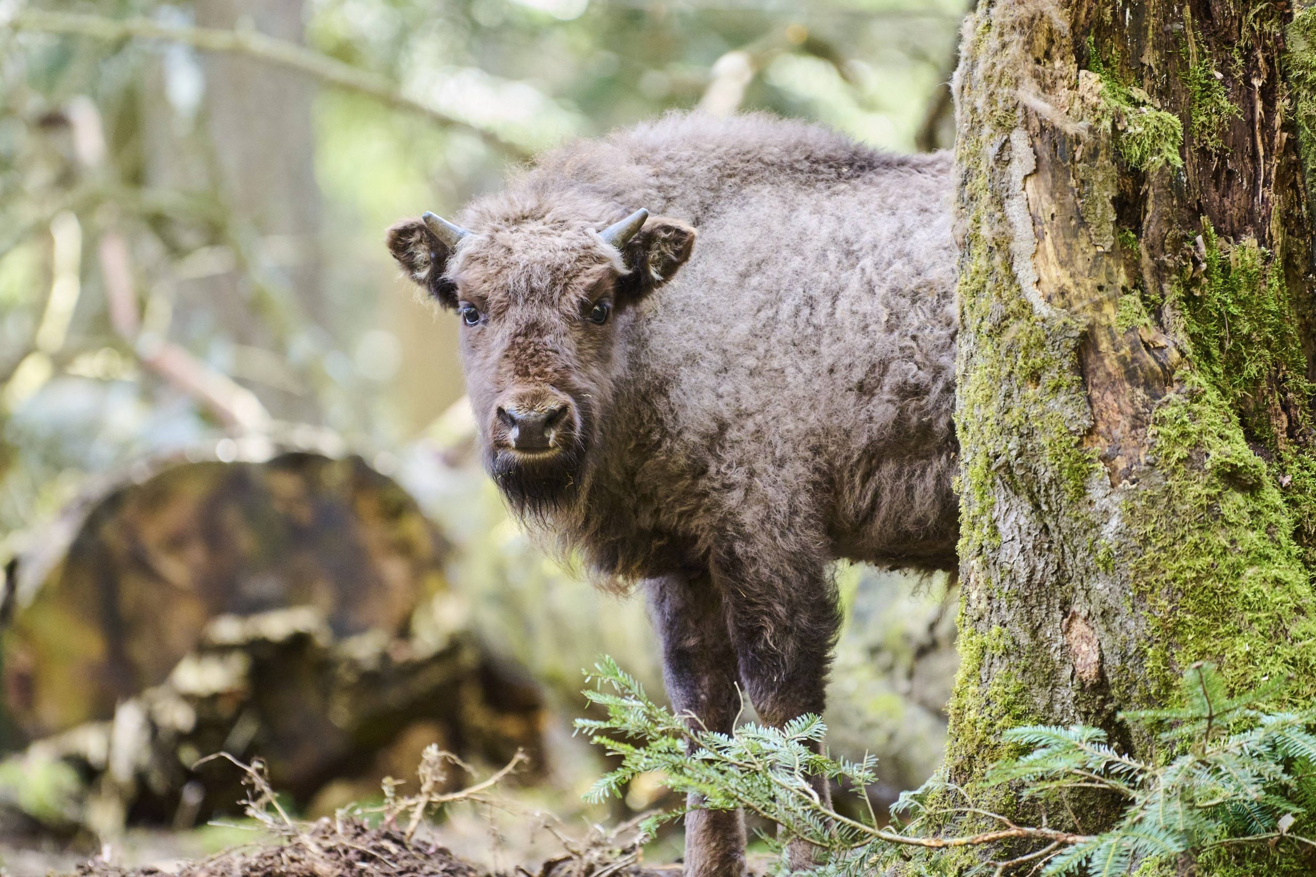 Wisent