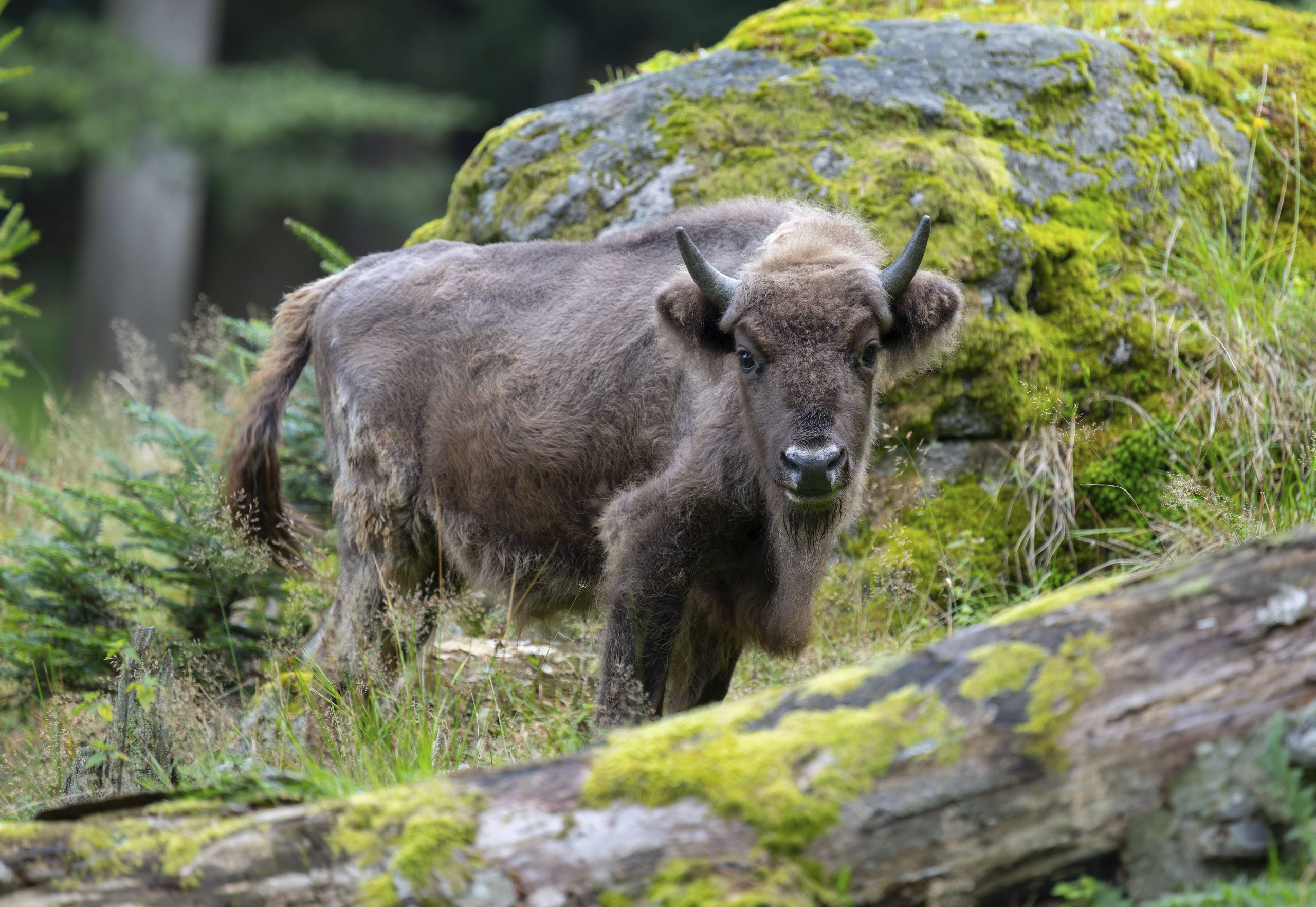 Wisent
