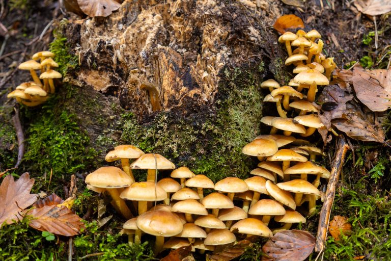 Pilze im Wald