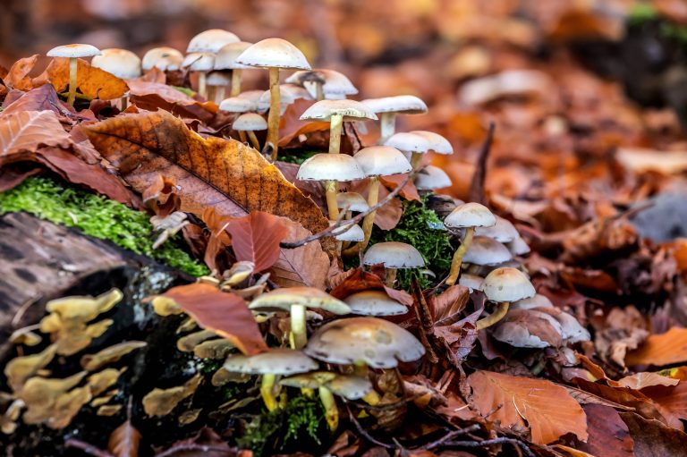 Pilze im Wald