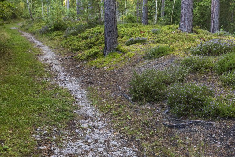 Waldweg Waldweg