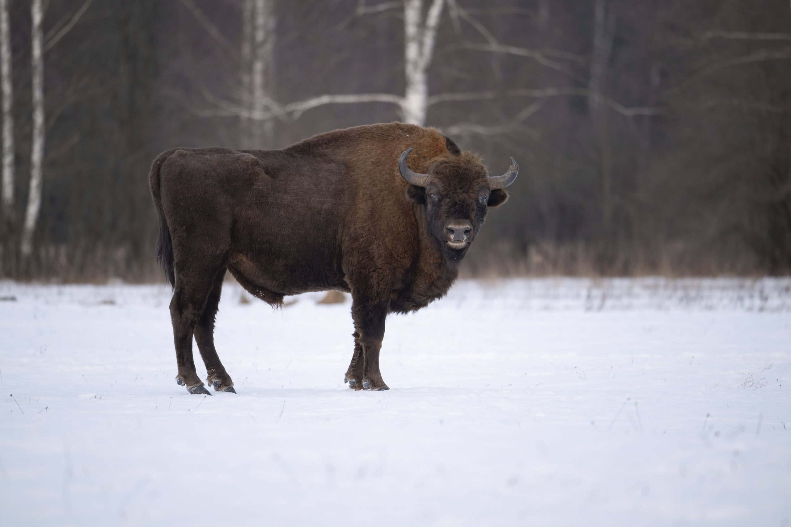 Wisent
