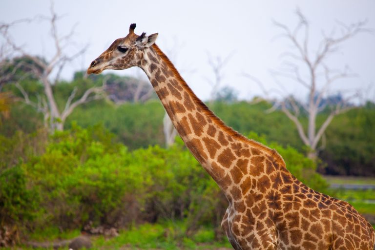 Giraffe