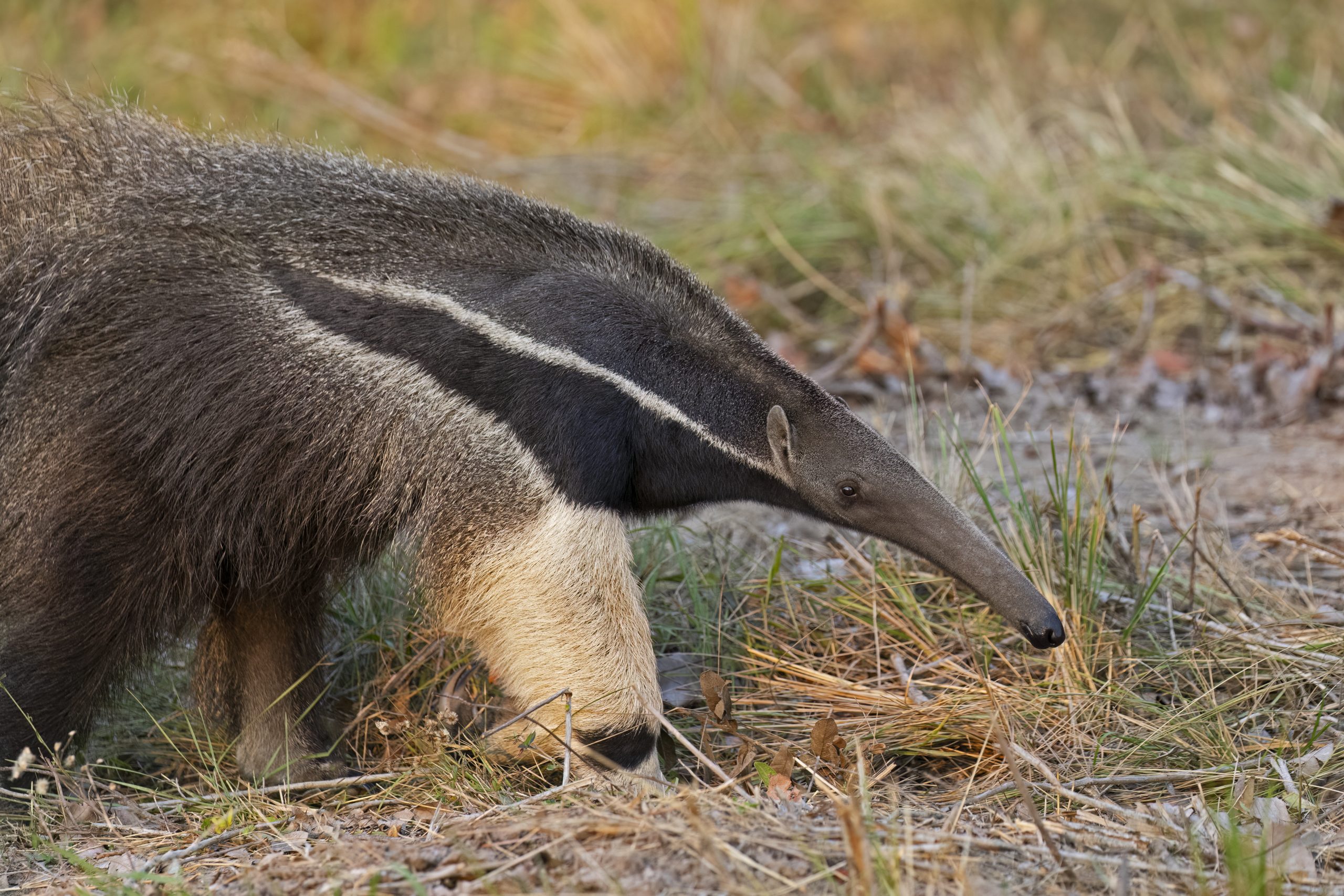 Grosser Ameisenbär