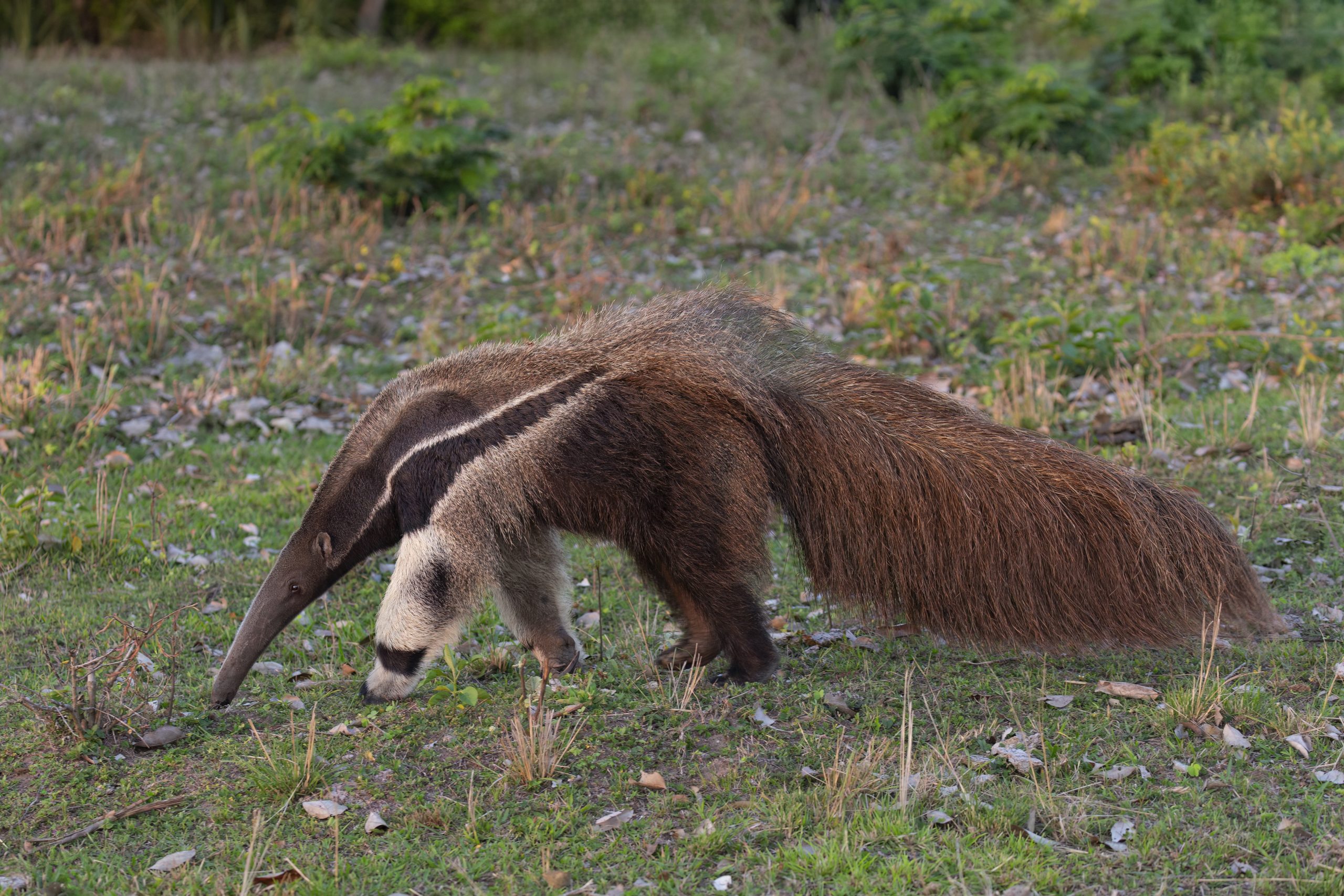 Grosser Ameisenbär