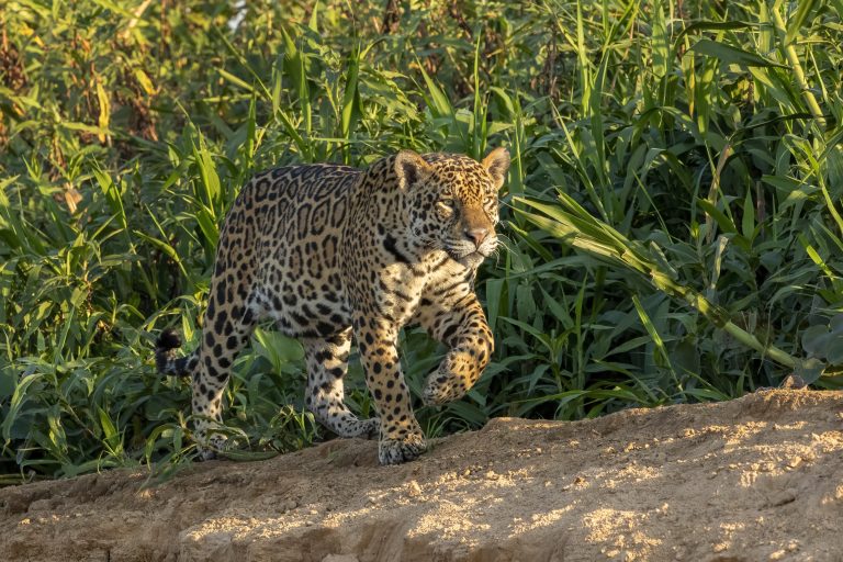 Jaguar
