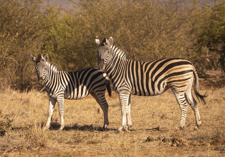 Zebra