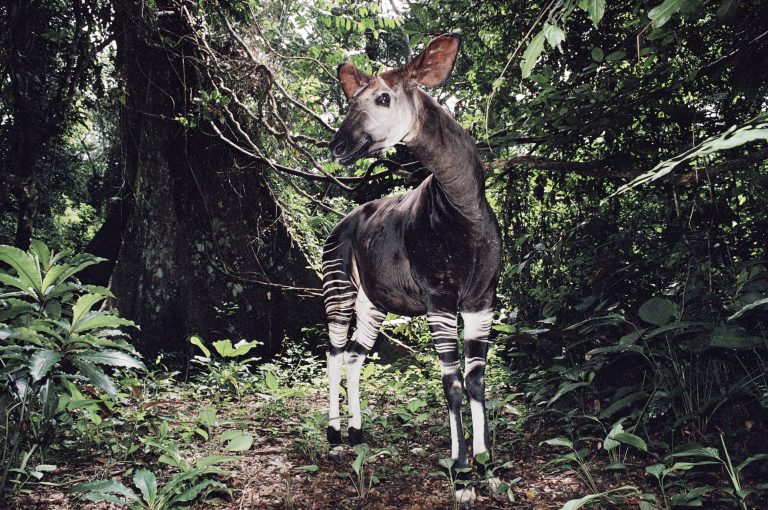 Okapi