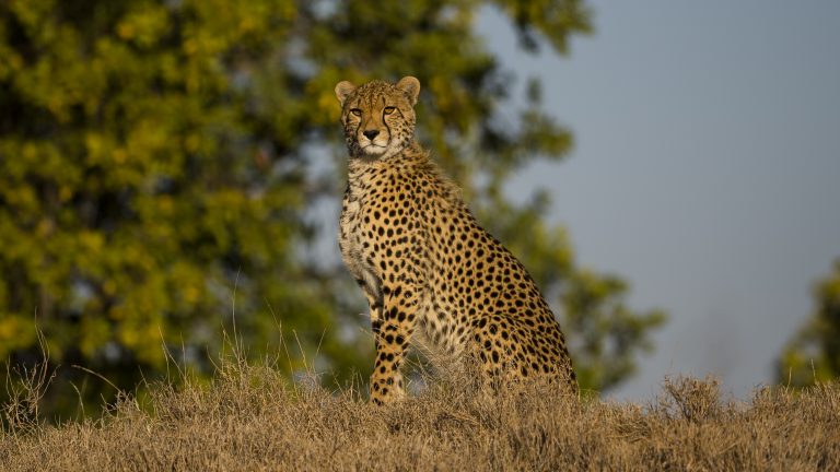 Gepard