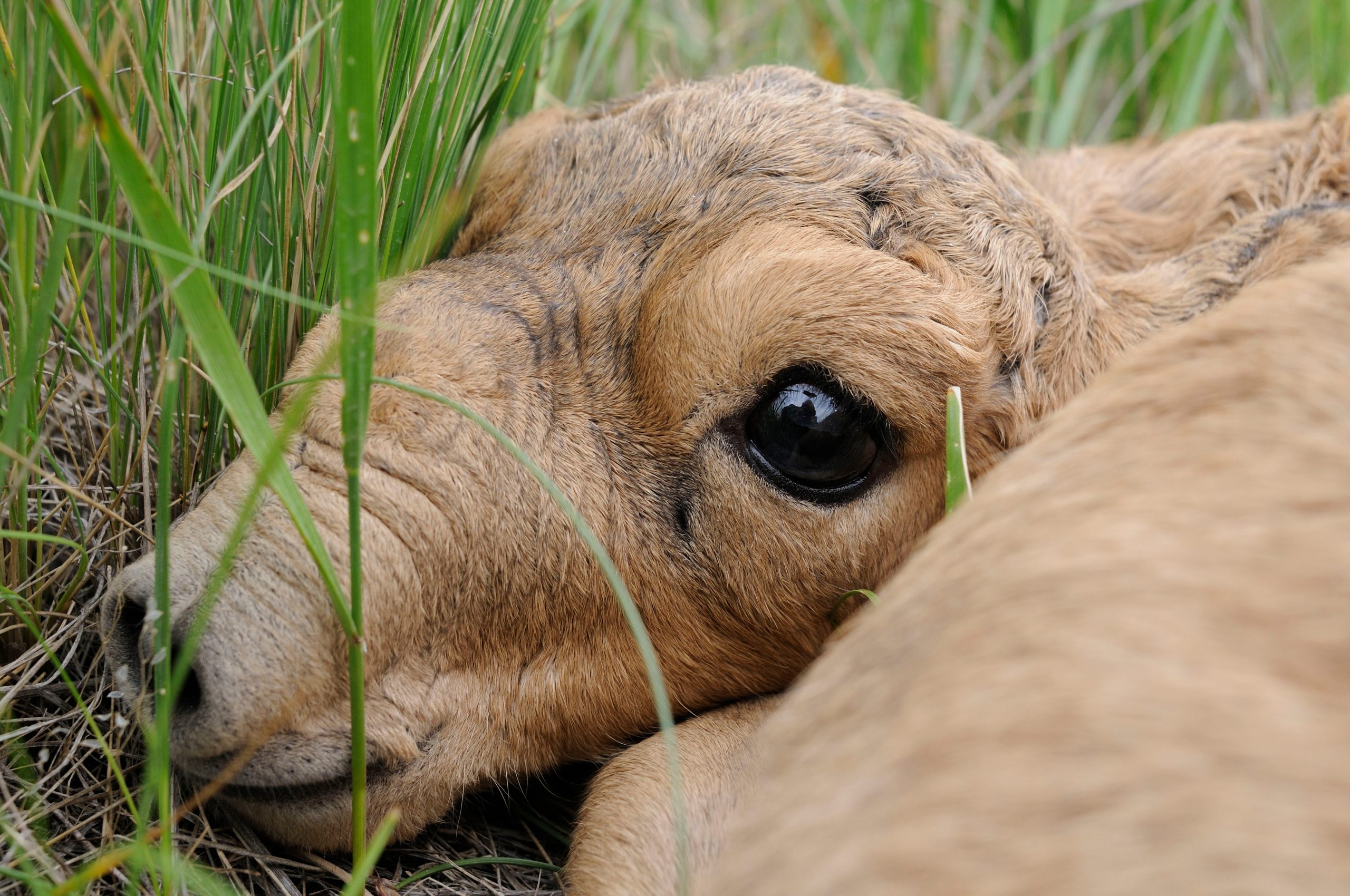 Neugeborene Saiga-Antilope