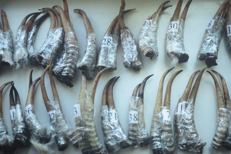 Saiga-Antilopen werden wegen ihrer Hörner gewildert
