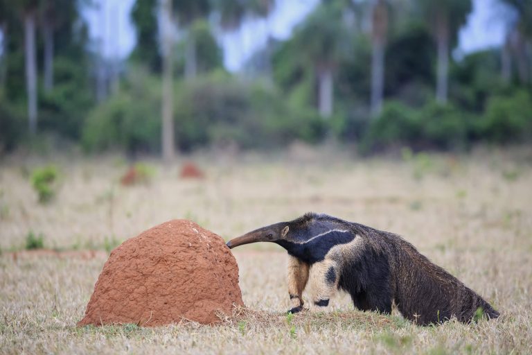 Grosser Ameisenbär