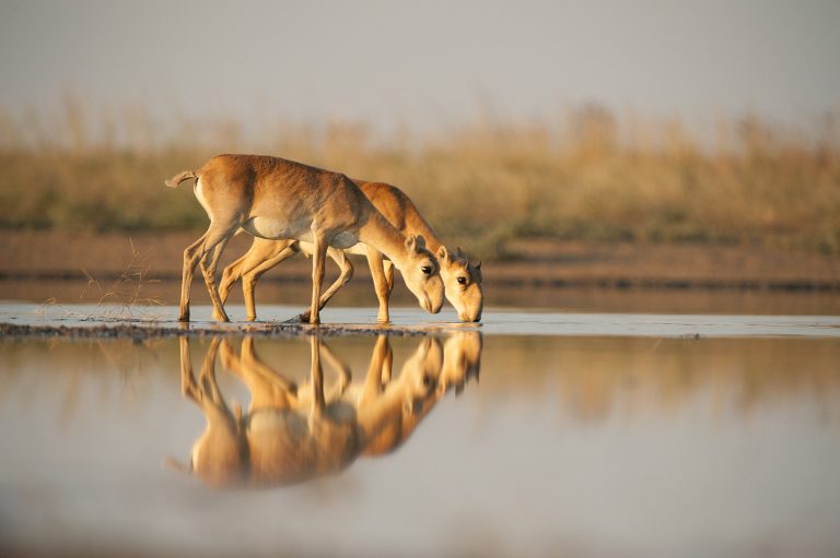 Saiga-Antilopen