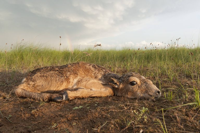 Junge Saiga-Antilope