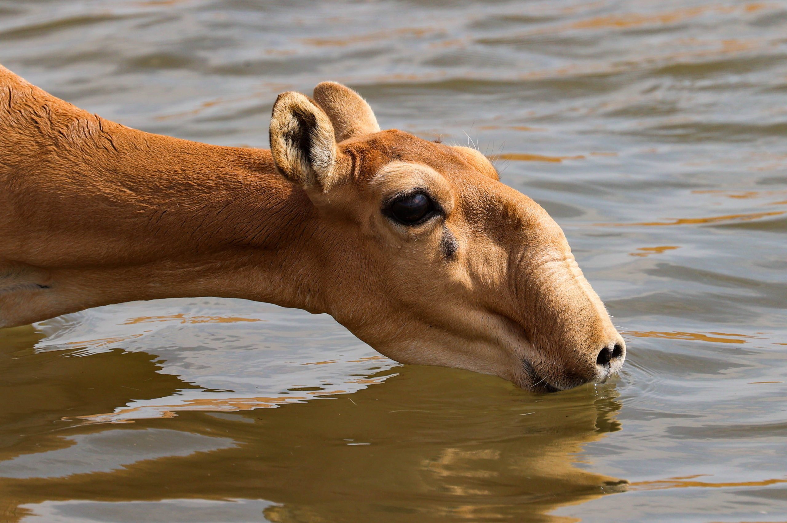 Saiga-Antilope