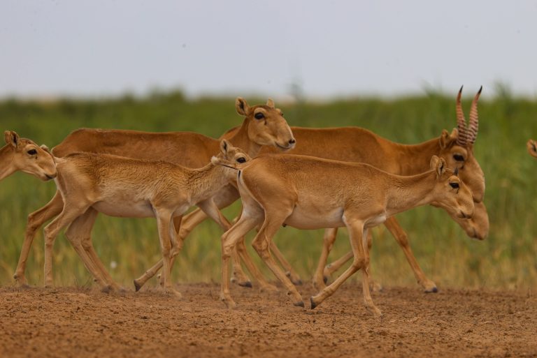 Saiga-Antilopen
