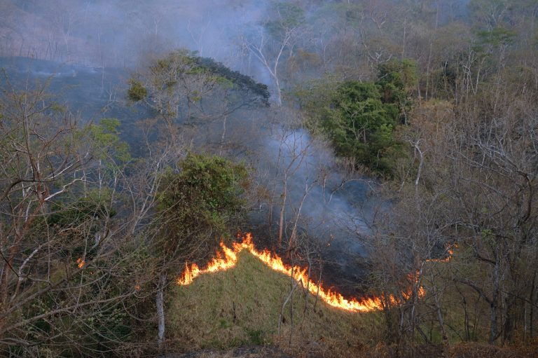 Waldbrand